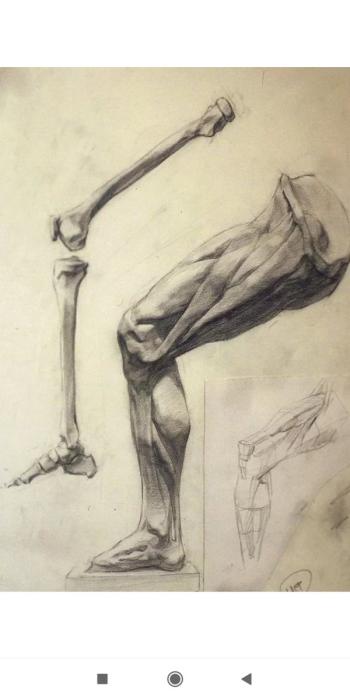 Баммес анатомия ноги кости