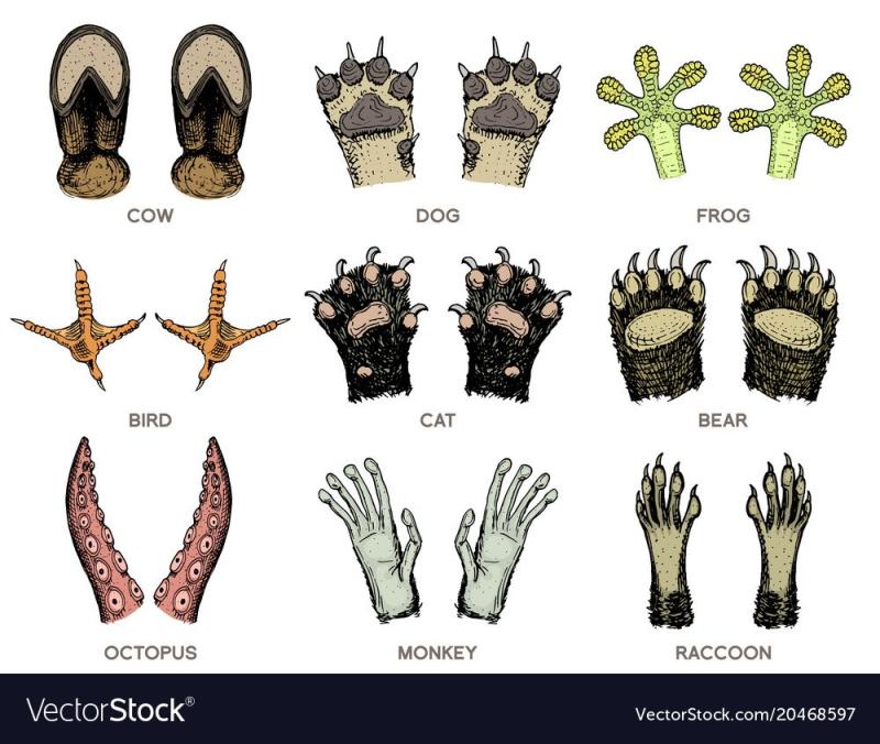 Лапка скетч вектор