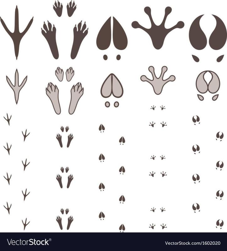 Знак лапка птицы