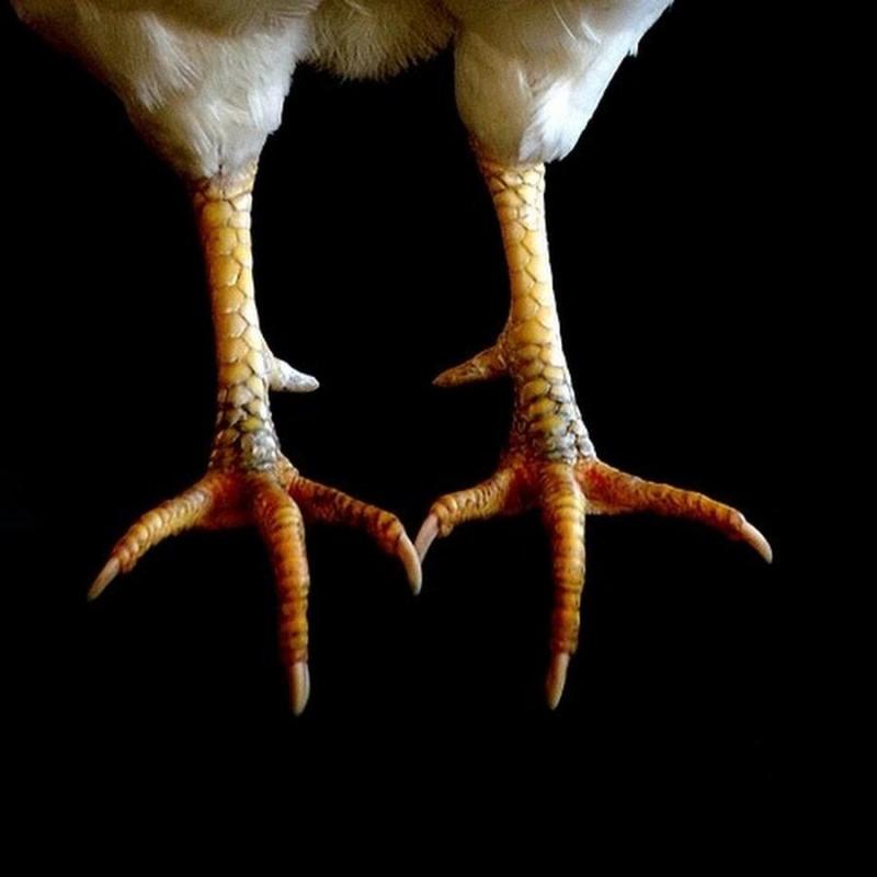 Лапы монстра референс