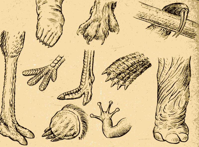 Лапы птиц с названиями