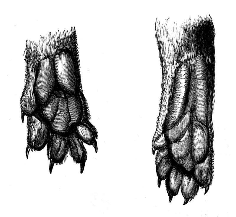 Лапы птицы рисунок