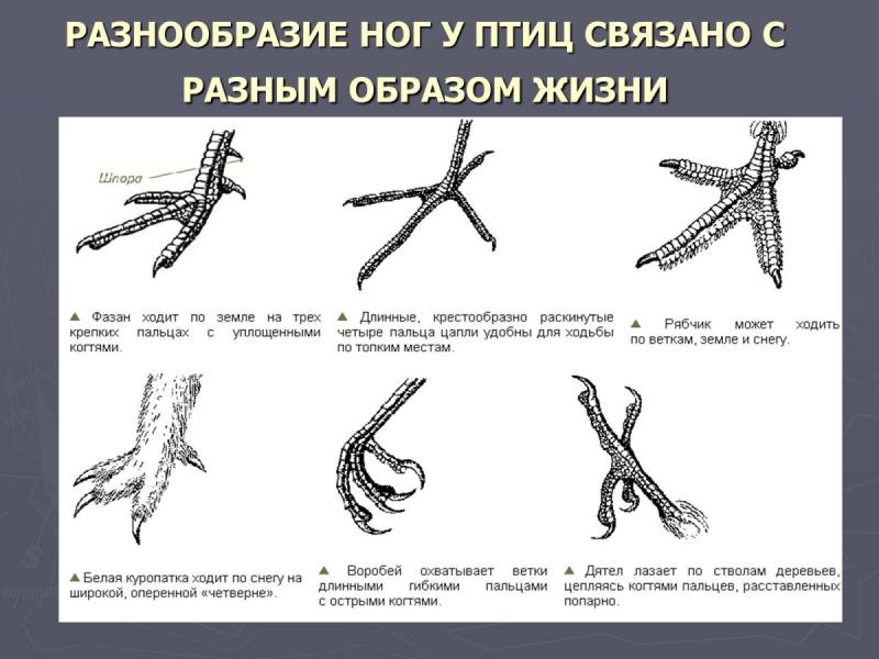 Птичьи лапки вектор