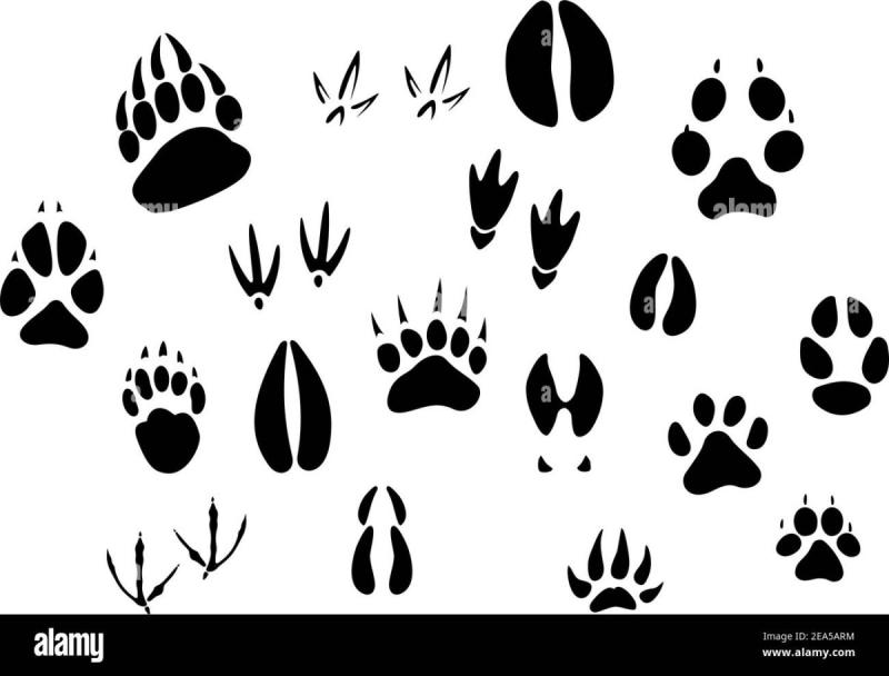 Следы лап птиц