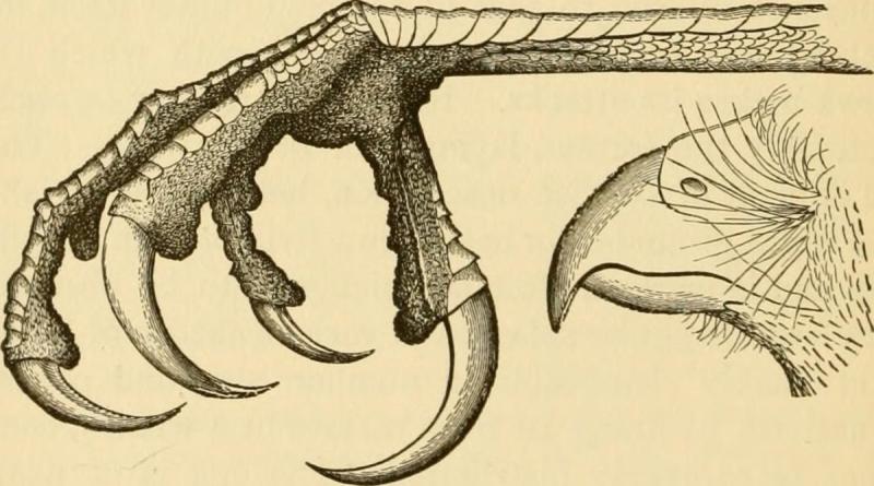 Лапы птицы референс