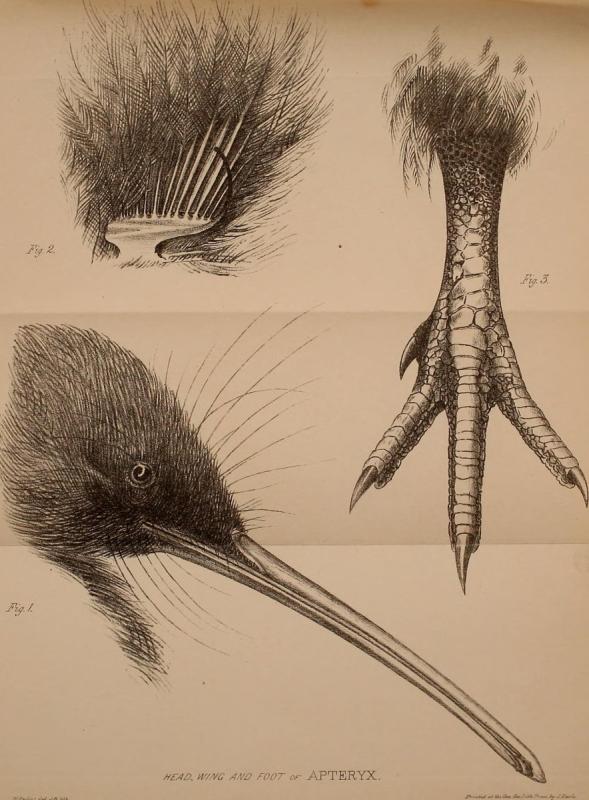 Чудесная сеть ноги птиц