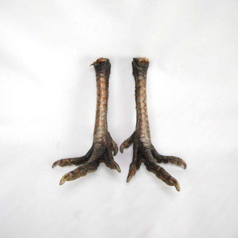 Внешнее строение ноги птицы