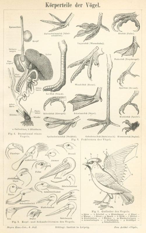 Скелет Совы Сипухи