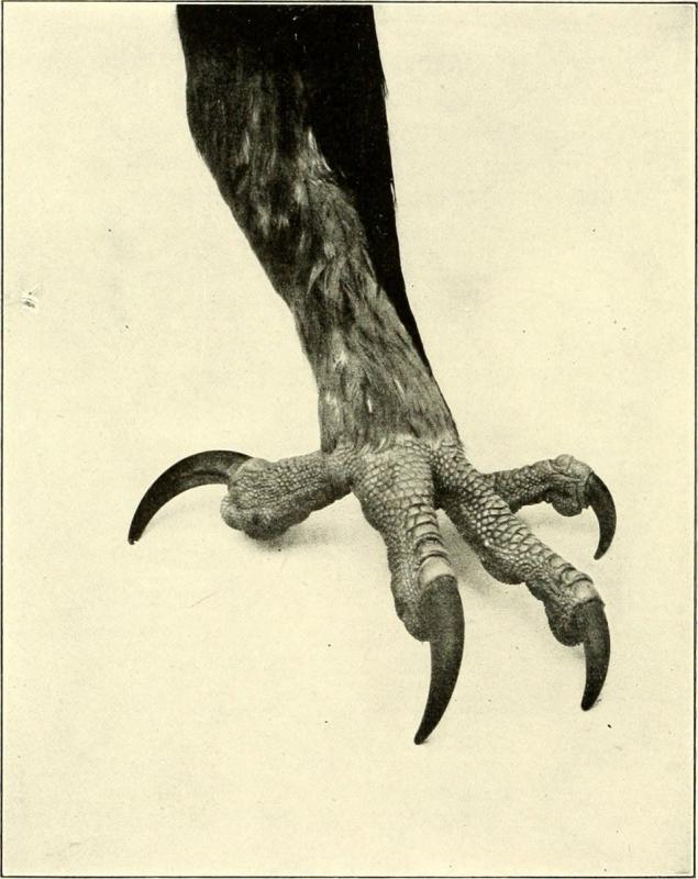 Типы клювов у птиц