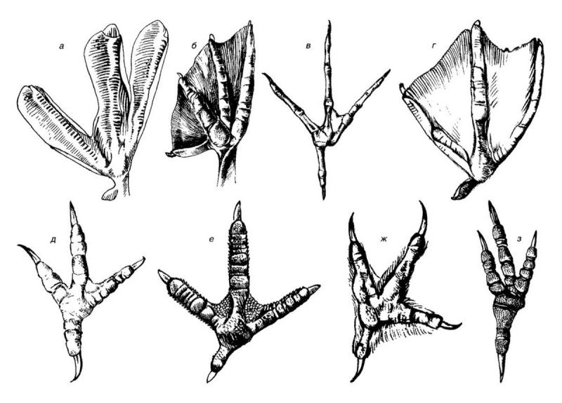 Строение лапы Совы