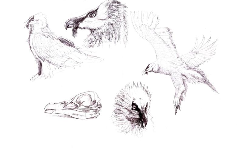 Следы воробья