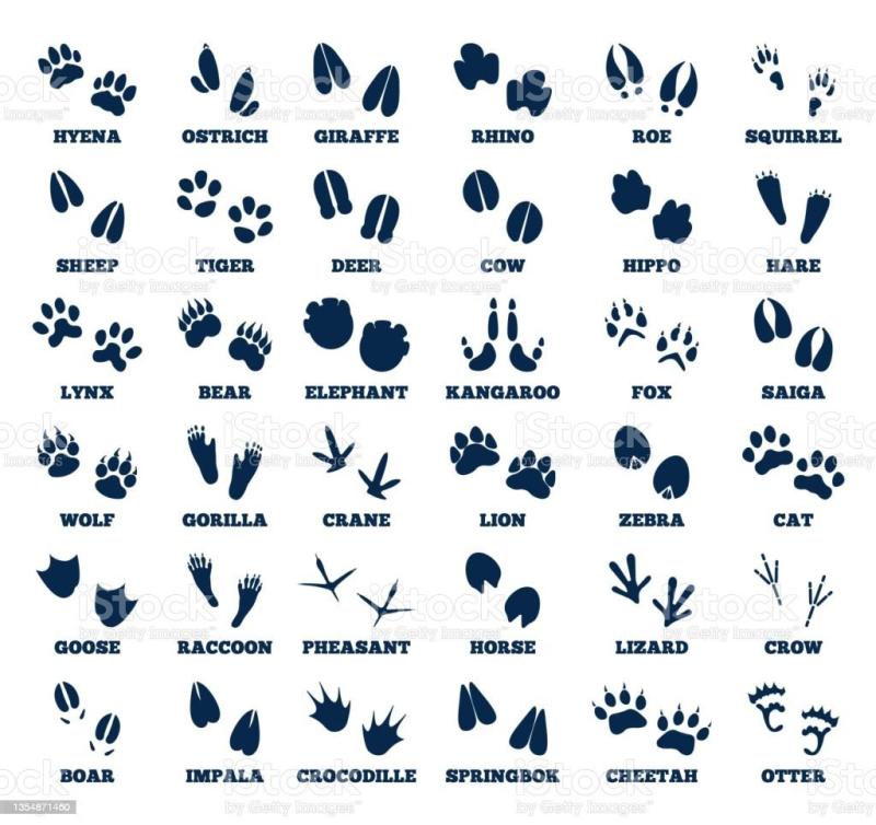 Лапки Отпечатки скетч