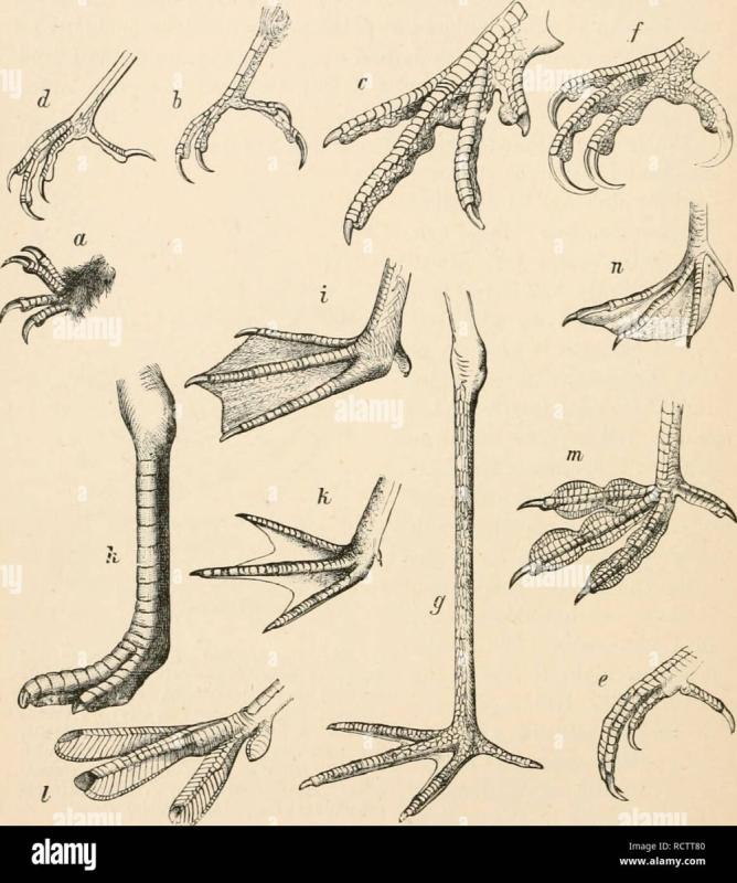 Строение лапы птицы