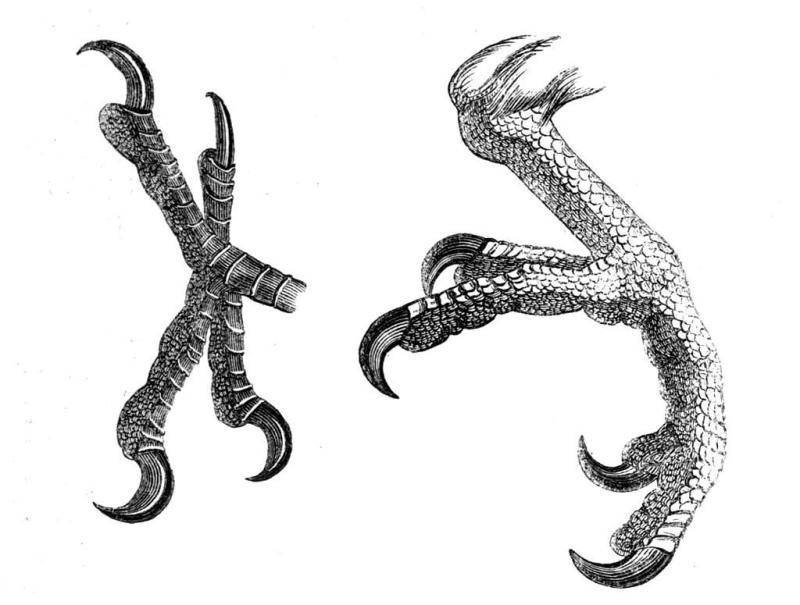 Когти птицы рисунок