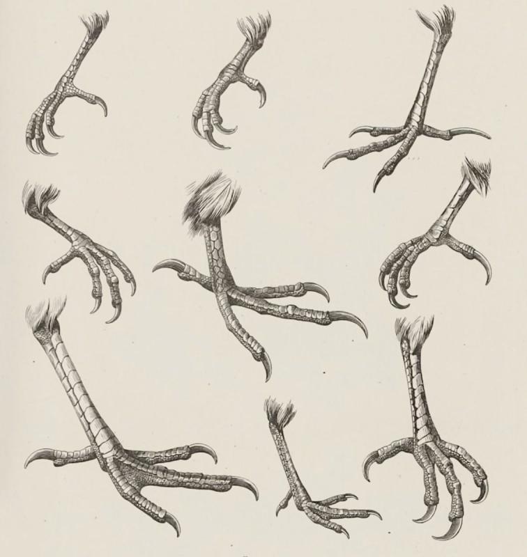 Птичьи лапы референс