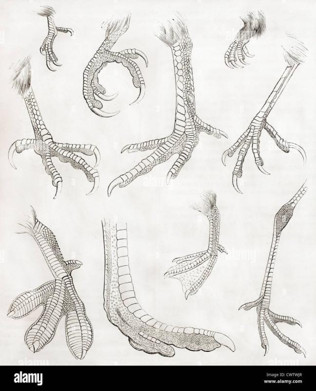 Строение лапы курицы