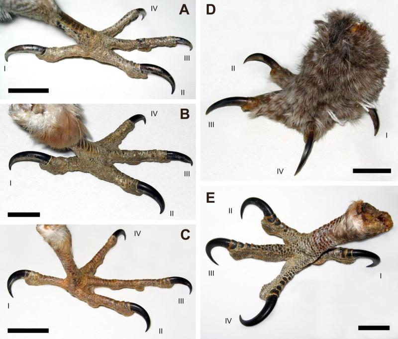 Отпечатки лап птиц