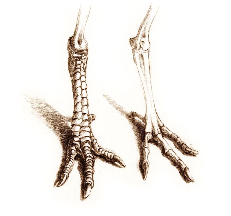 Лапы павлина анатомия