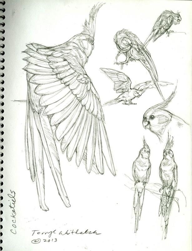 Лапы птицы рисунок63