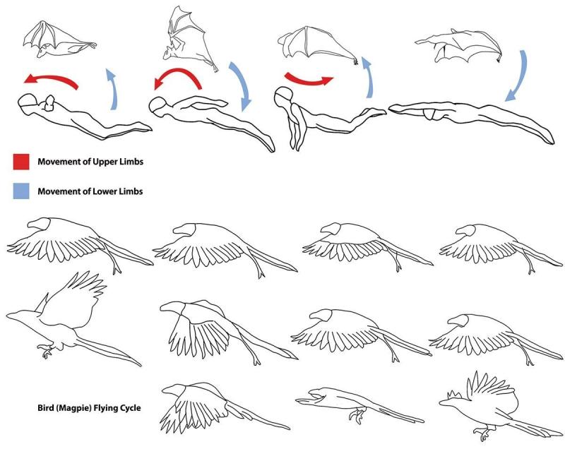 Лапки динозавра следы