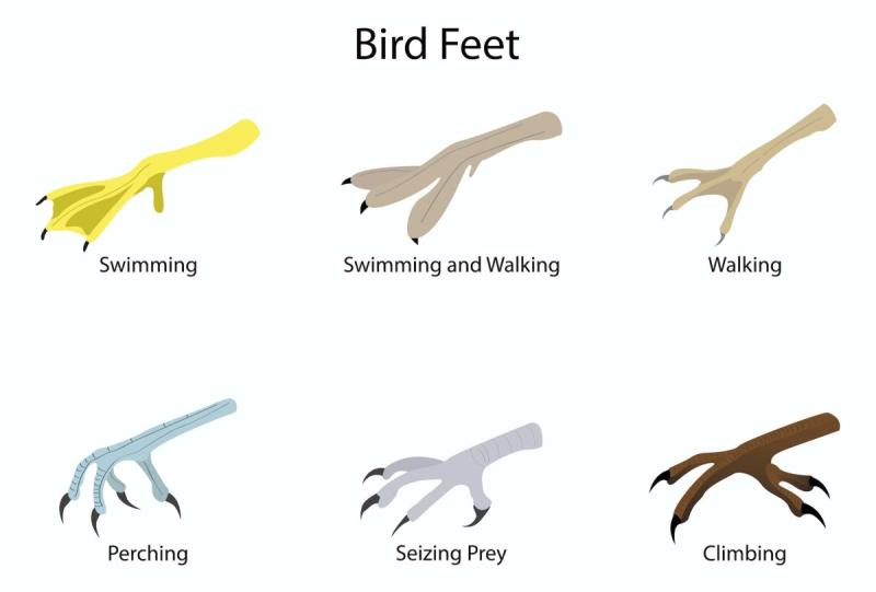 Ноги птиц
