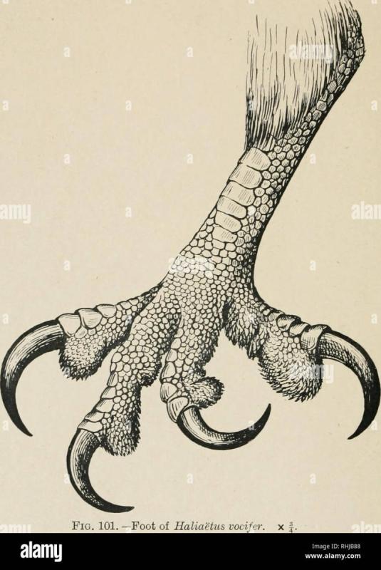 Строение лапы утки