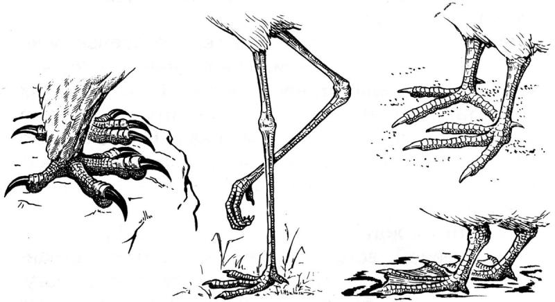 Птичьи лапы