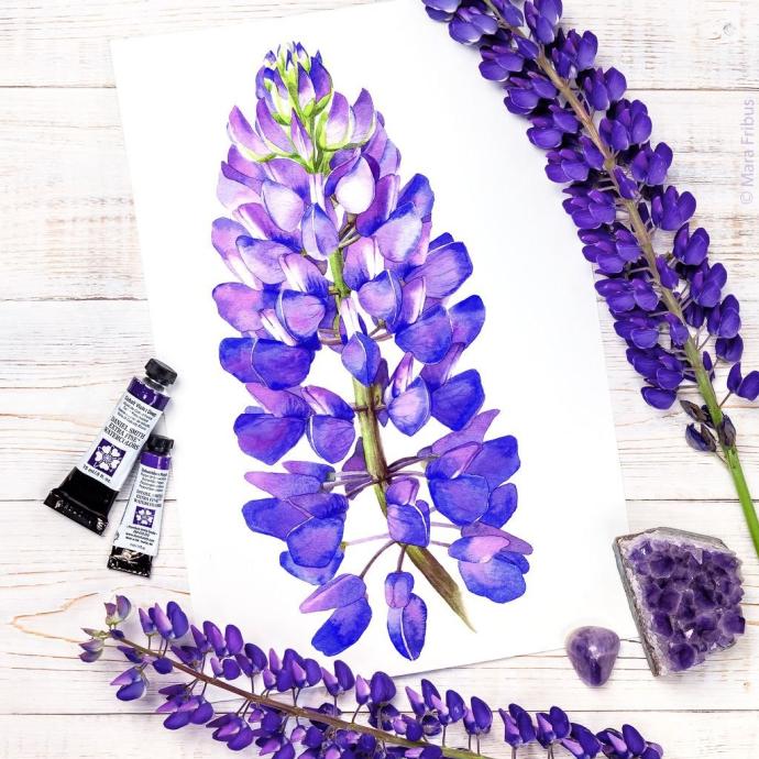 Люпины скетч