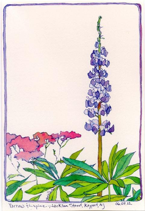 Люпины ватными палочками