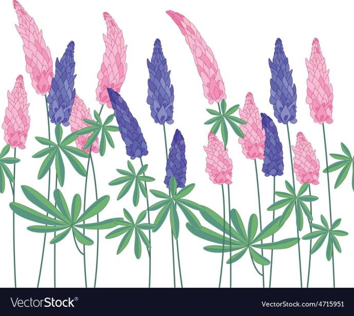 Люпин биология