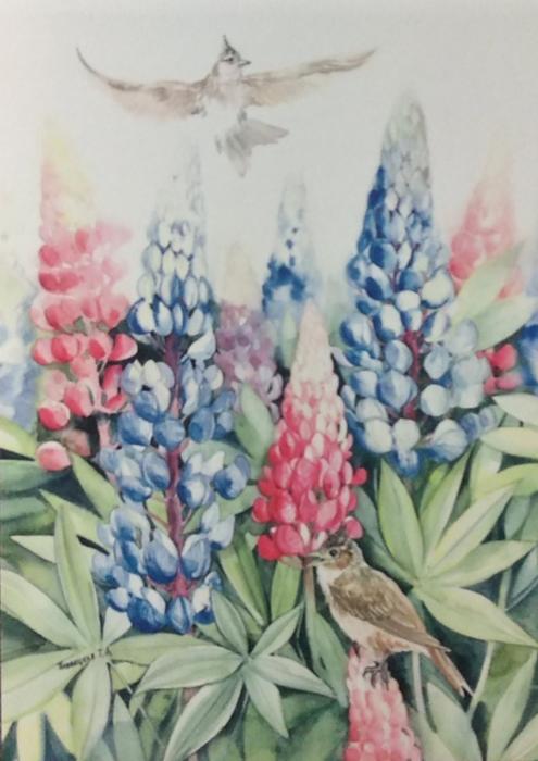 Люпин многолетний