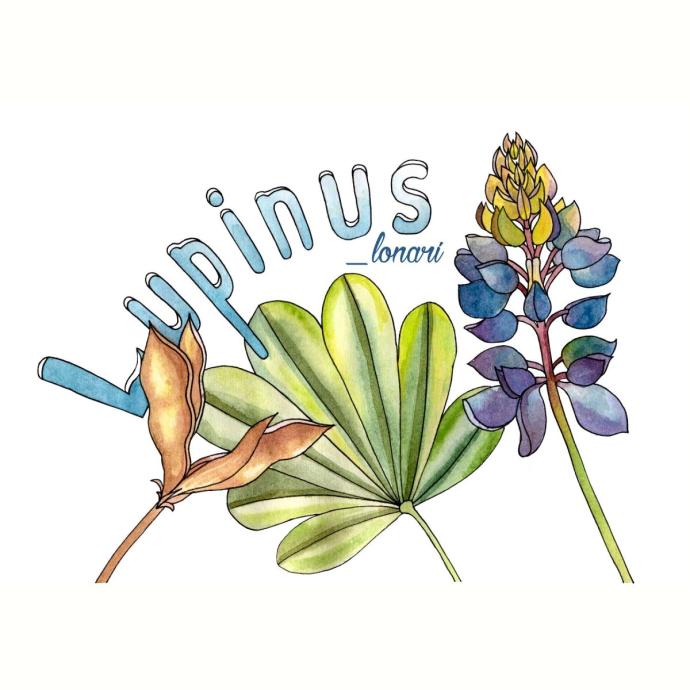 Раскраска Люпин цветок