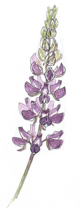 Люпин эскиз цветной