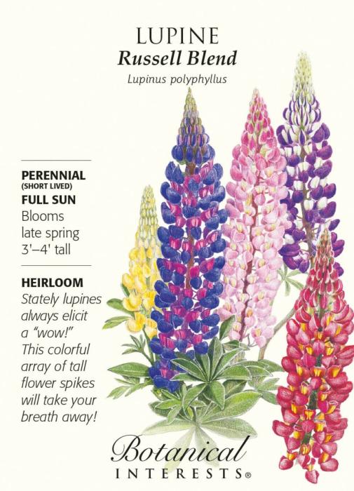 Люпин эскиз