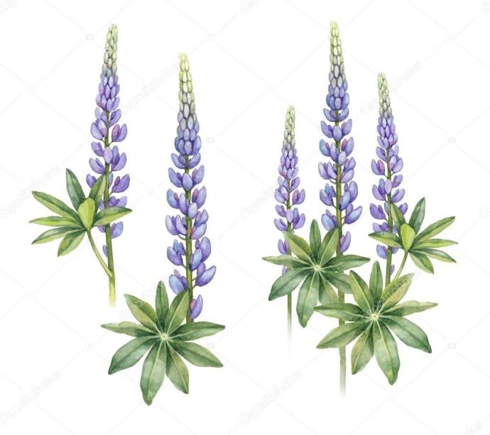 Раскраска Люпин цветок