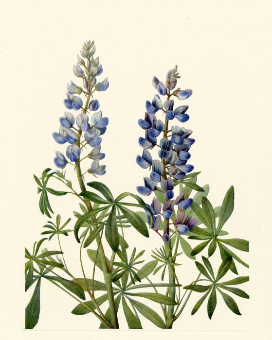 Люпин многолистный строение