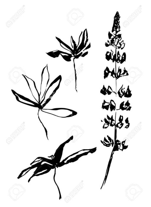 Люпины в Ботанической живописи