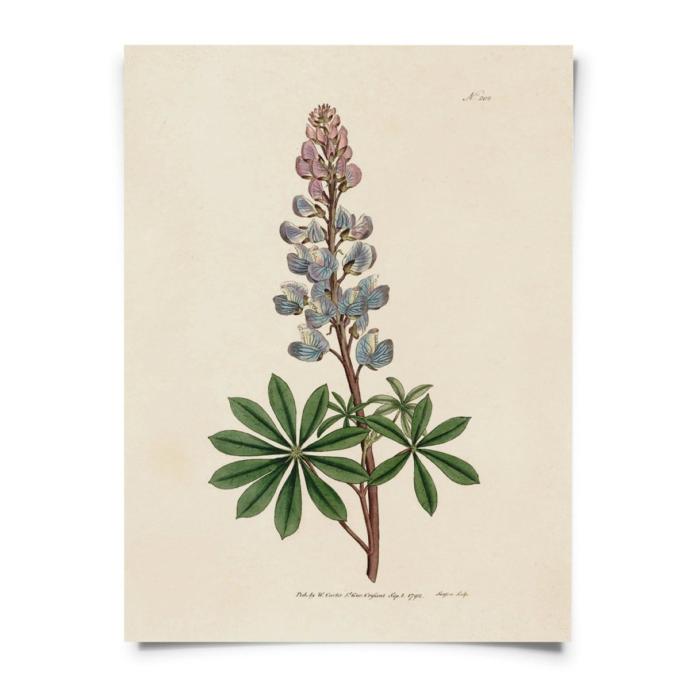 Букет люпинов рисунок черно белый