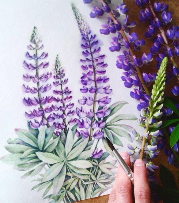 Люпин эскиз