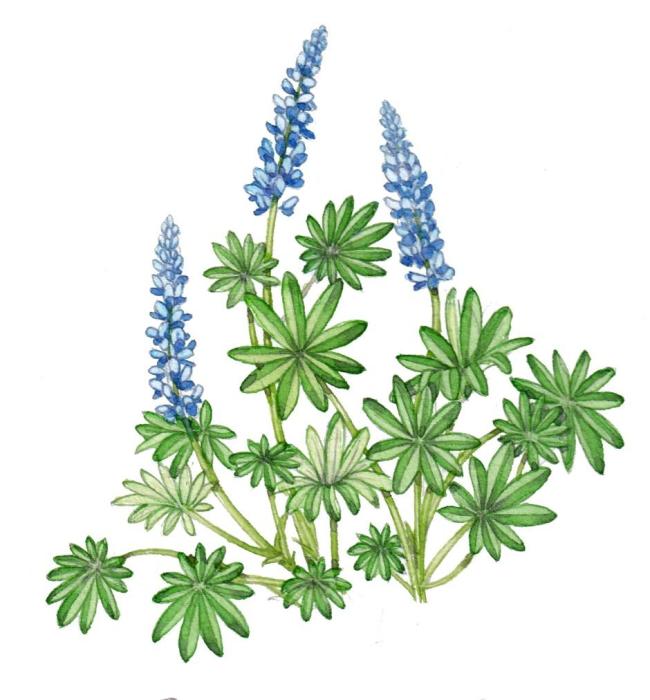 Люпин карандашом