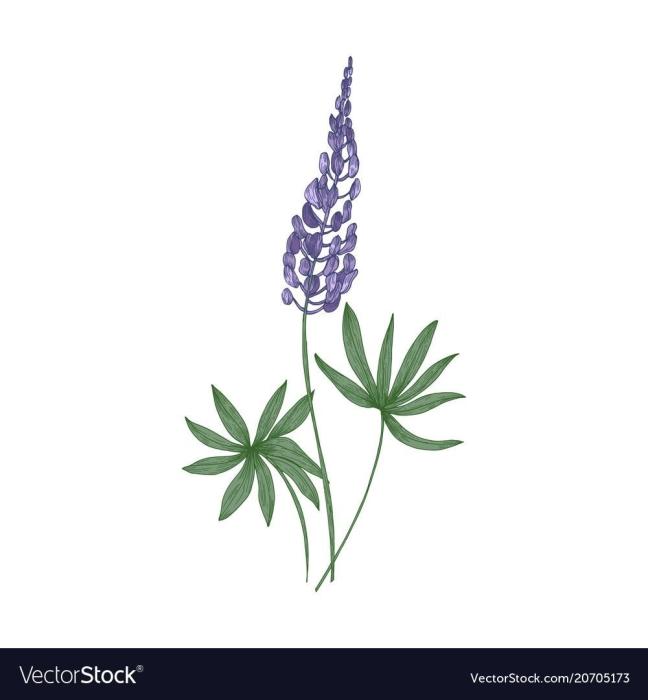 Люпин акварель цветок