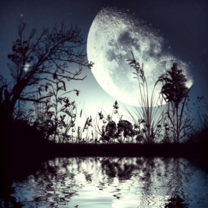 Ночной лес с луной