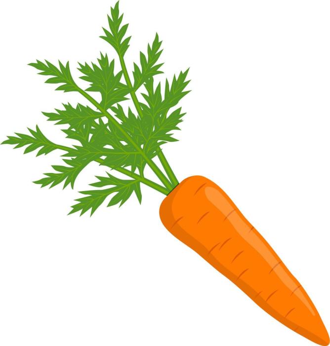 Вектор морковка с ботвой вид сбоку