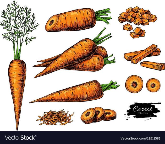 Рисунок сушеной моркови