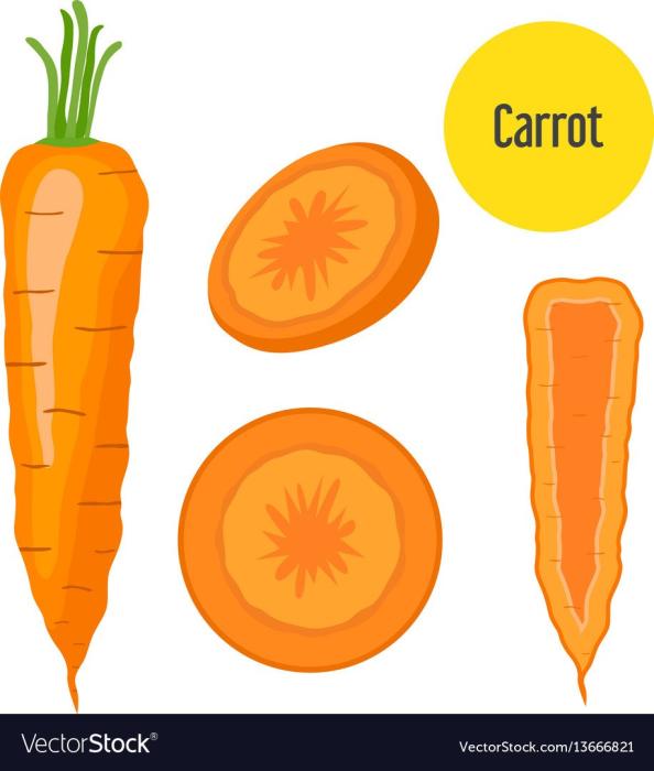 Морковь в разрезе