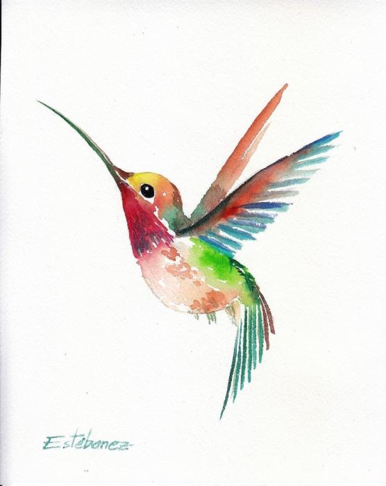 Колибри рисунок карандашом