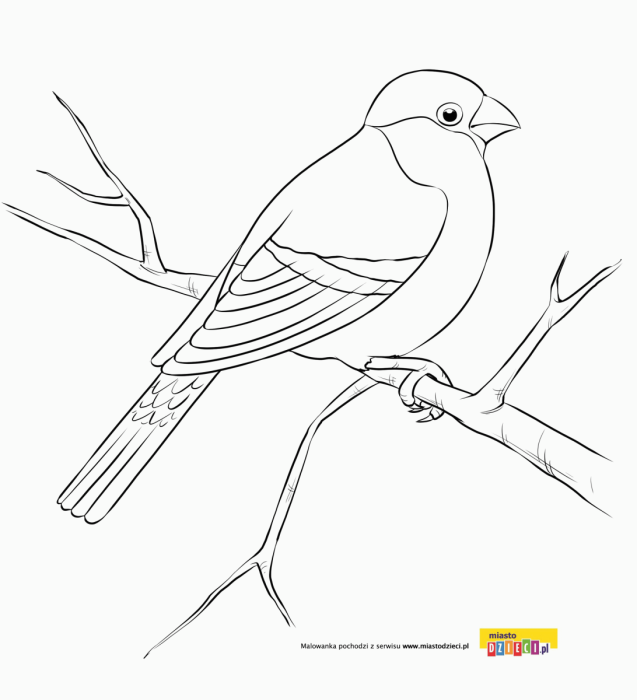 Птица рисунок
