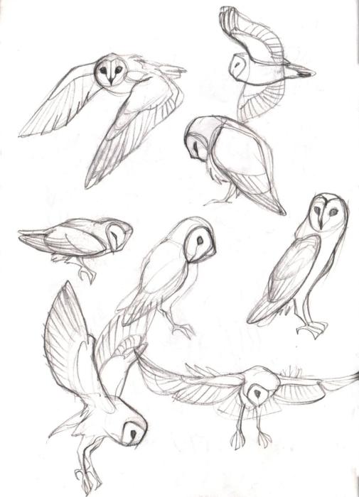 Сова сипуха анатомия