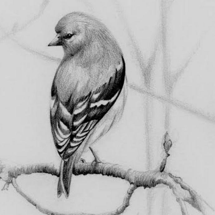 Птичка рисунок карандашом