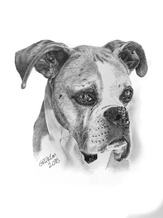 Рисунки собак боксеров карандашом